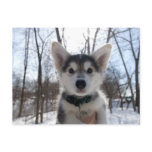 Husky Dog postcards