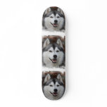 Husky Dog Skateboard