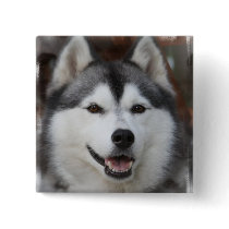 Husky Dog Square Button
