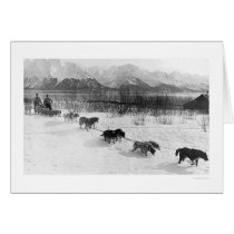Husky Dog Team Alaska 1918 Cards