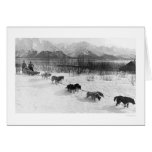 Husky Dog Team Alaska 1918 cards
