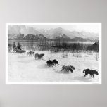 Husky Dog Team Alaska 1918 posters