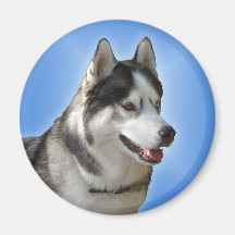 Husky Fridge Magnet Alaskan Sled Dog Magnet / Gift