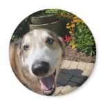 Husky Hybrid Apophis 5