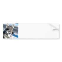 Husky in Snow Bumper Sticker