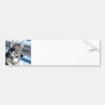 Husky in Snow Bumper Sticker