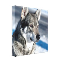 Husky in Snow Canvas Print