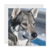 Husky in Snow Invitations