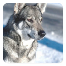 Husky in Snow Sticker