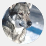 Husky in Snow Sticker