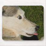 Husky mousepad