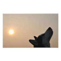 husky photograph