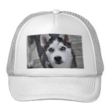 Husky Puppy Baseball Hat
