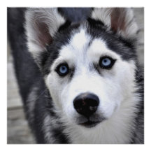 Husky Puppy Invitations