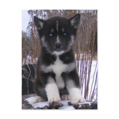 Husky Puppy Postcards Post Cards by Petcetera