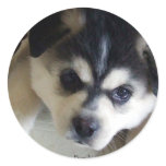 Husky stickers