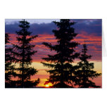 HUSTON PARK WILDERNESS, WYOMING. USA. Spruce cards