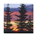 HUSTON PARK WILDERNESS, WYOMING. USA. Spruce magnets