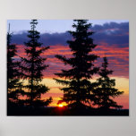 HUSTON PARK WILDERNESS, WYOMING. USA. Spruce posters