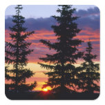 HUSTON PARK WILDERNESS, WYOMING. USA. Spruce stickers