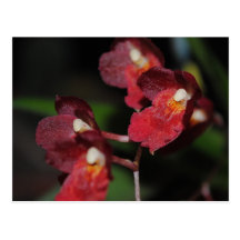 HWRA Lava Burst Puanani Post Card