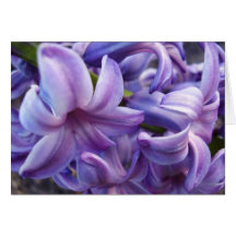 Hyacinth Flowers Greeting Card
