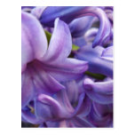Hyacinth Flowers Postcard