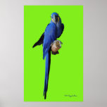 Hyacinth II on Lime Poster