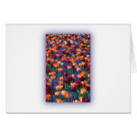 Hyacinth in Bloom Greeting Cards