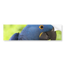 Hyacinth Macaw Bumper Stickers