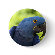 Hyacinth Macaw Pinback Buttons