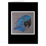 Hyacinth Macaw Cards