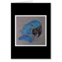 Hyacinth Macaw cards