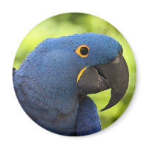 Hyacinth Macaw Refrigerator Magnet