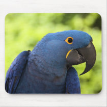 Hyacinth Macaw Mouse Pad