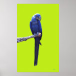 Hyacinth Macaw on Lime Print