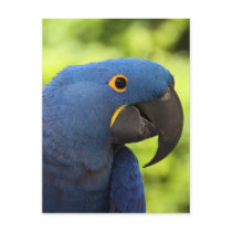 Hyacinth Macaw Post Card