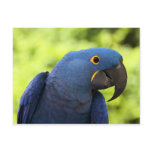 Hyacinth Macaw postcards
