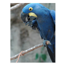 Hyacinth Macaw Postcard