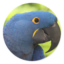Hyacinth Macaw Round Stickers