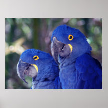 Hyacinth Macaws Print