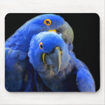 Hyacinth Mccaws Mousepad