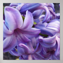 Hyacinth Print