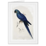 Hyacinthine macaw cards