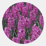 Hyacinthus  flowers round sticker