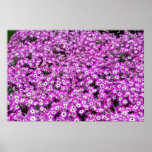 Hybrid Cineraria (Magenta Bicolor) posters