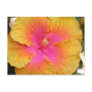 Hybrid Hibiscus Postcard
