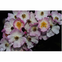 Hybrid Musk Rose 'Ballerina' Roses Photo Cut Out