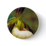 Hybrid of Prairie lady's slipper and Yellow lady's buttons