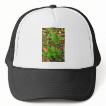Hybrid of Prairie lady's slipper and Yellow lady's Mesh Hats